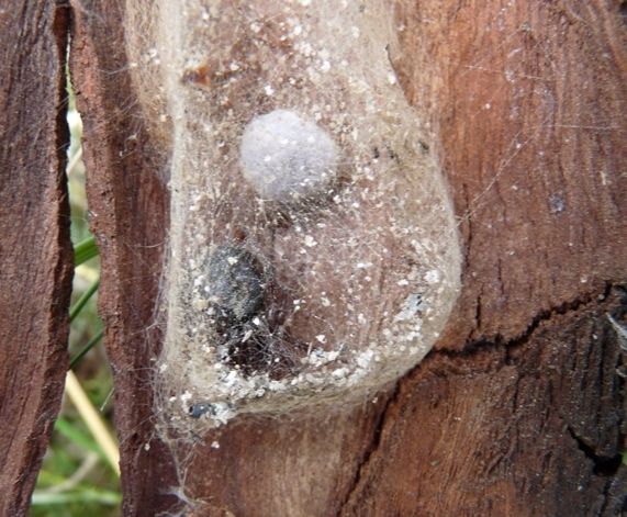 Steatoda nobilis